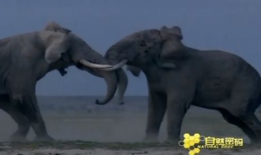 动物世界视频,揭秘自然界的生存智慧与奇观