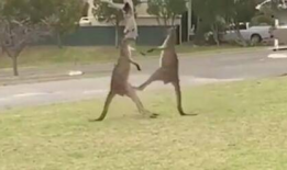 袋鼠交配视频,揭秘袋鼠交配奇观